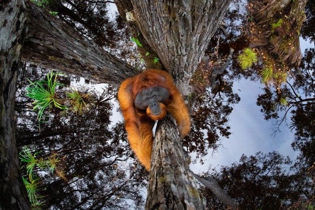 'The world is going upside down' by Thomas Vijayan, Category Winner & Overall Winner
"After spending few days in Borneo, ...