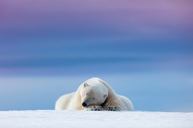 'Sleepy Polar Bear': Dennis Stogsdill

"We were watching this rather photogenic polar bear for a
while in Svalbard, ...