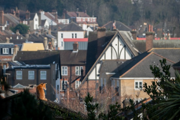 'Red Fox': Tapas Biswas

"A red fox enjoying the early morning winter sun,
overlooking the rooftops in London, UK."