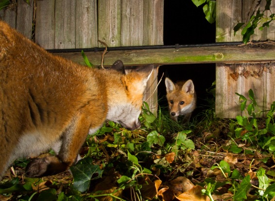 'Family Outing': Thomas Cawdron

"A family of foxes were regularly passing through my garden
using a gap in my fence as ...