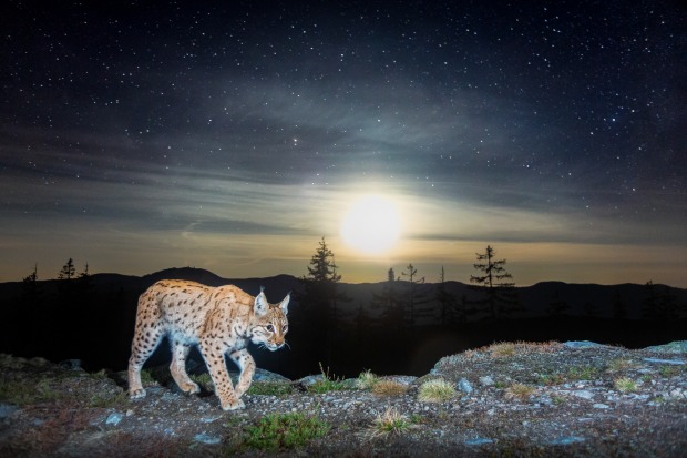'Moonwalker': Vladimir Cech Jr.
"Wild eurasian lynx walking in front of my homemade camera
trap with a beautiful starry ...