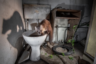 'Pine Marten in an Abandoned Cottage': James Roddie

"A pine marten inside an abandoned cottage in the ...