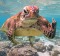 OLYMPUS DIGITAL CAMERA Supplied PR image for Traveller. Comedy Wildlife Photography Awards 2020 ...
