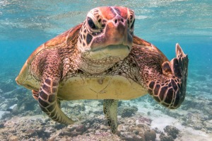 Mark Fitzpatrick's award-winning photo of Terry the Turtle.