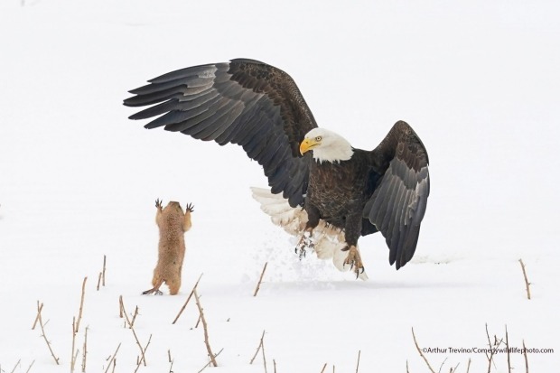 Ninja prairie dog!

(Note: The prairie dog startled the eagle and escaped)