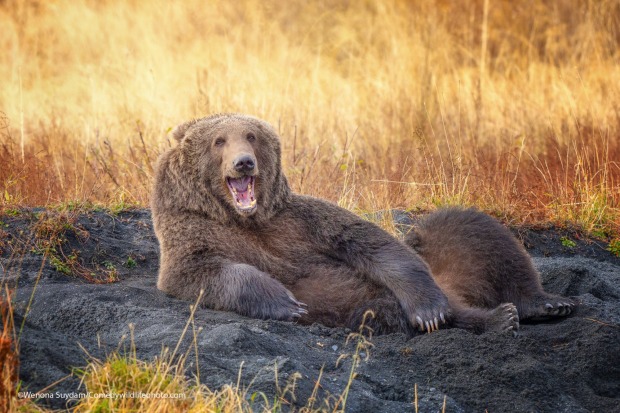 Draw me like one of your French Bears.