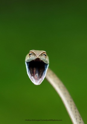 Laughing snake.