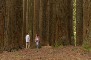 The California redwood forest in the Aire Valley Reserve, bordering the Great Otway National Park, has been described as ...