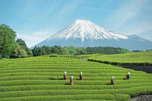 Tea rituals form an important part of Japanese tradition. Pictured: Tea harvest in the province of Shizuoka.
