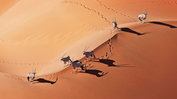 Gemsbok (Oryx gazella) In typical desert habitat. Dist. South-Western & Northern East Africa. Namib desert, Naukluft National Park, Namibia. sunjul3coverÃÂ escorted journeys coverÃÂ story ; text byÃÂ BrianÃÂ Johnston
(handout imageÃÂ suppliedÃÂ by Trafalgar PR, noÃÂ syndication)
2. The Trafalgar tour 
